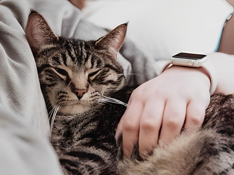 cat with owner